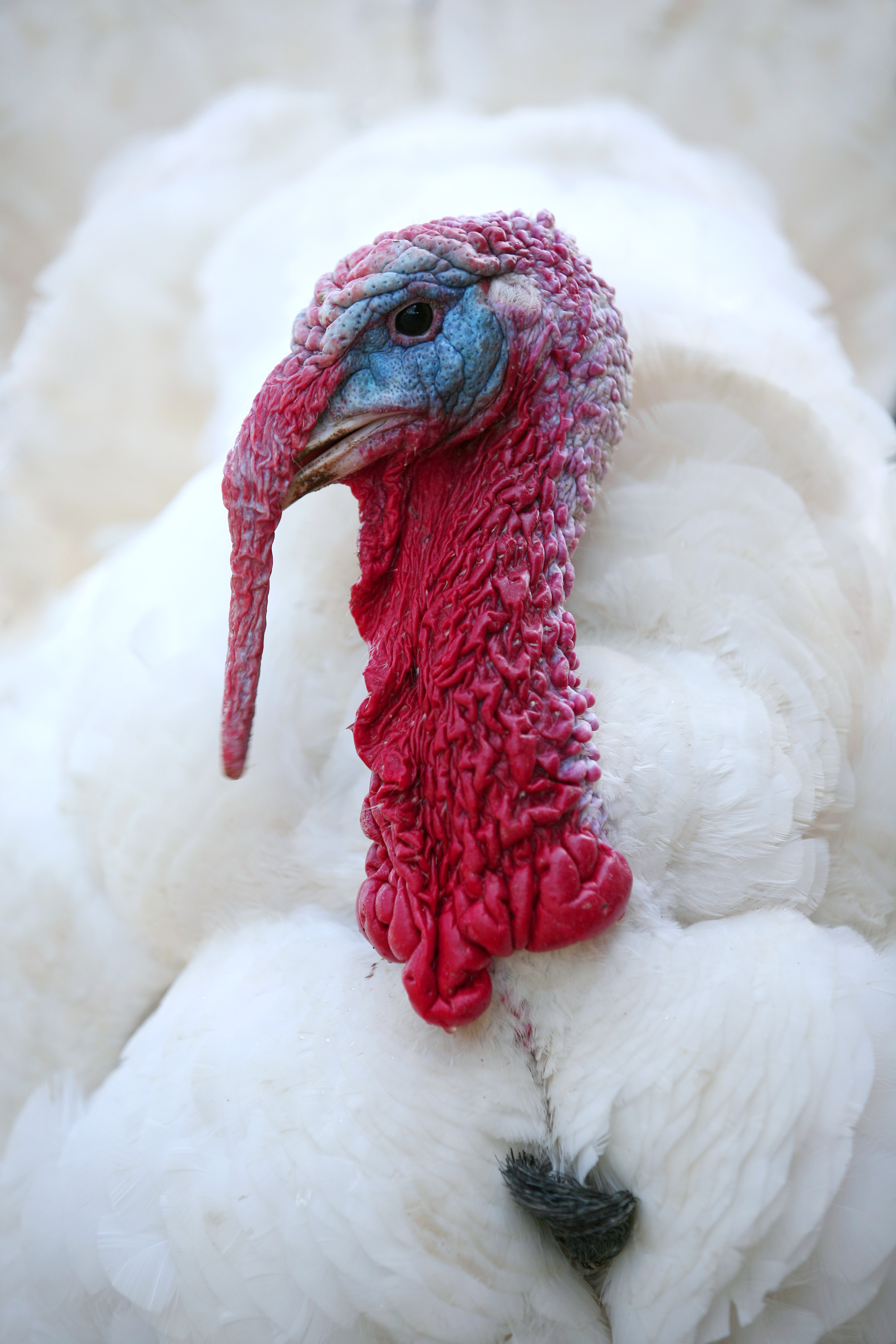Turkey picture